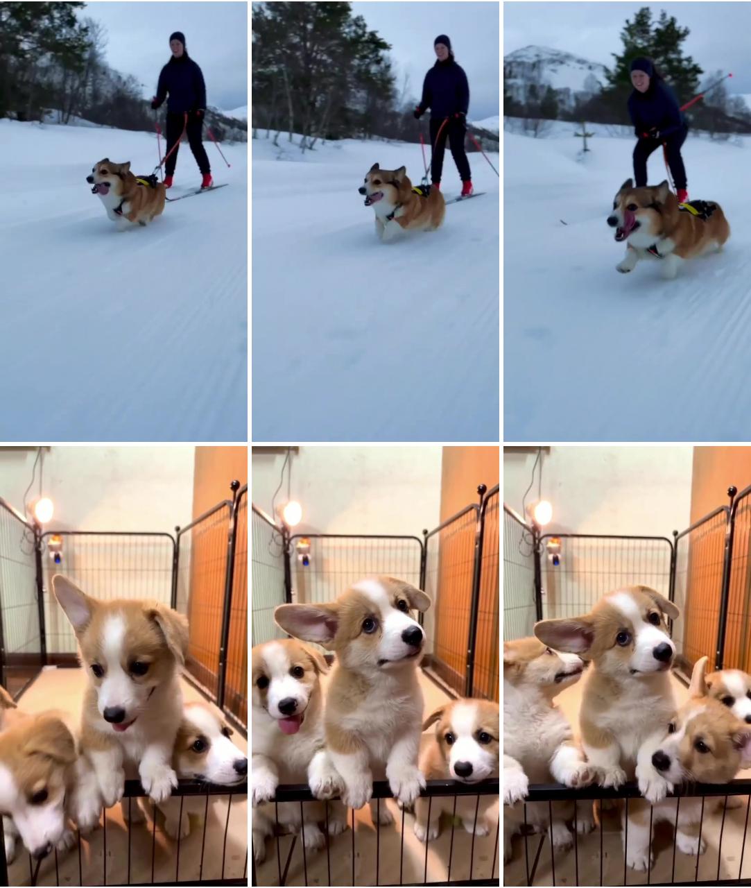 Corgi running on ice cream; how puppies lives in their bed