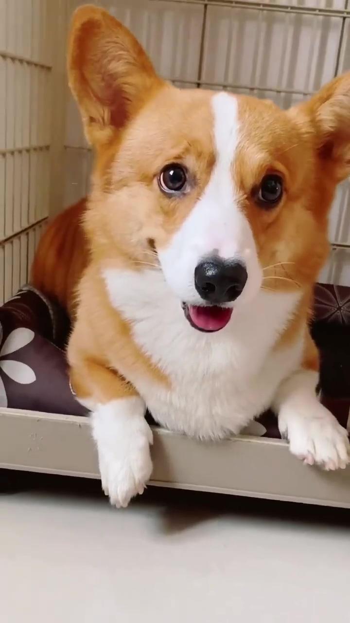 Corgi smile; chow puppy and corgi puppy's adorable playtime, beautiful and cute canine duo 