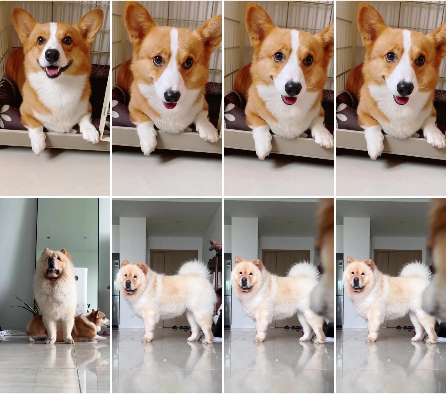 Corgi smile; chow puppy and corgi puppy's adorable playtime, beautiful and cute canine duo 