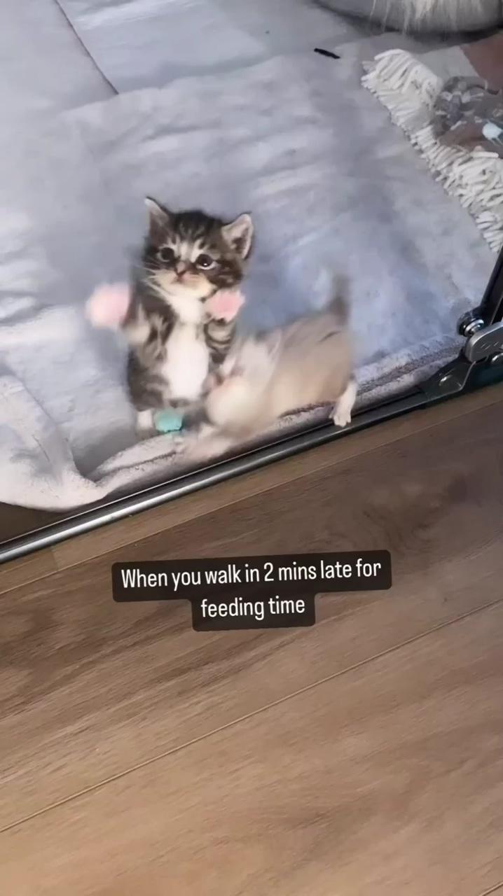 Curious cat ; cute cat memes
