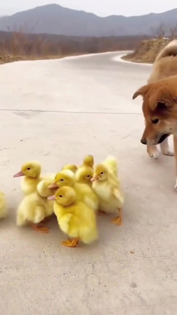 Cute and funny animal videos for endless entertainment; cute animals puppies
