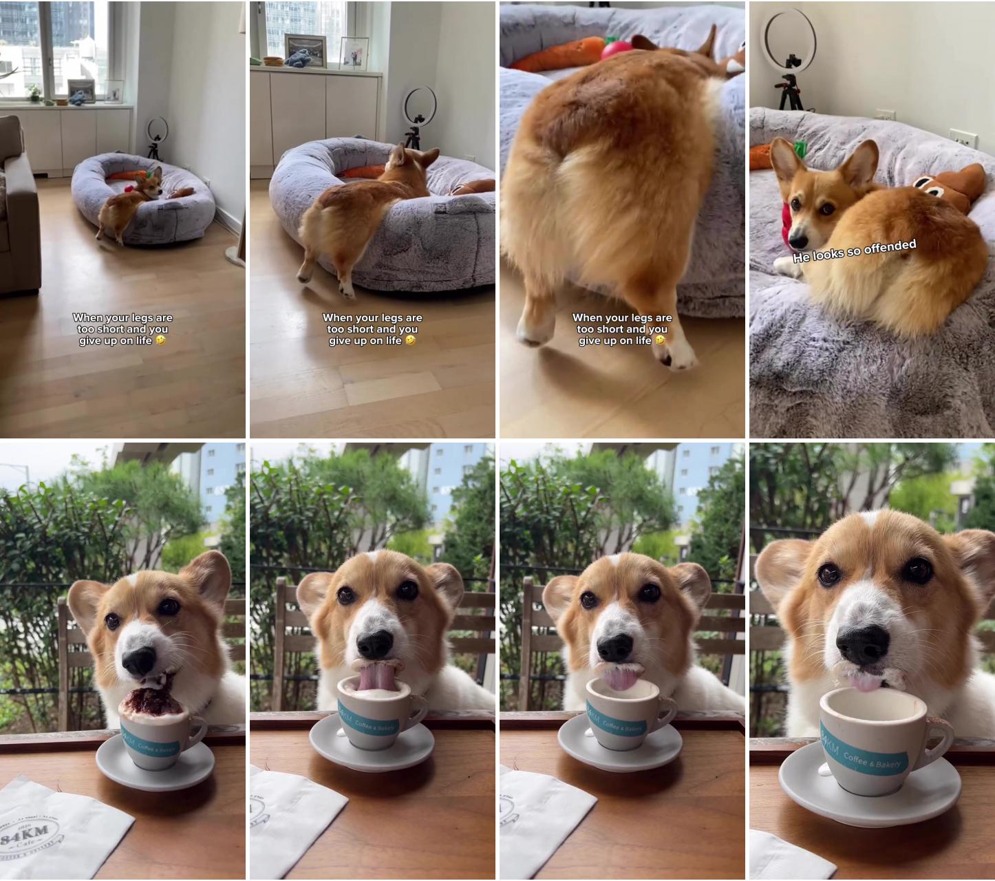 Cute and funny corgi dog's hilarious bedtime moment , pinterest video pin ; fat corgi