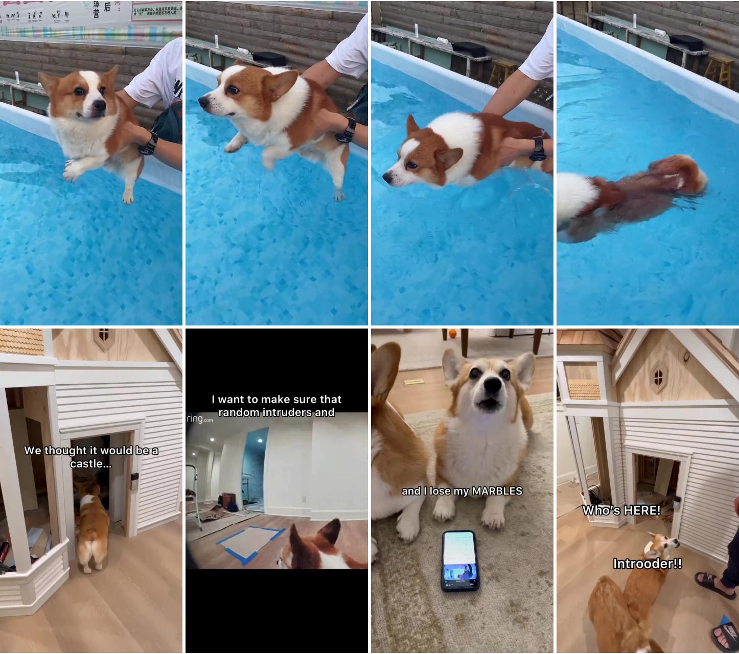 Cute baby corgi going swimming; paid partnership a ring camera is a necessity in maple and morty's new house to keep kingsley and