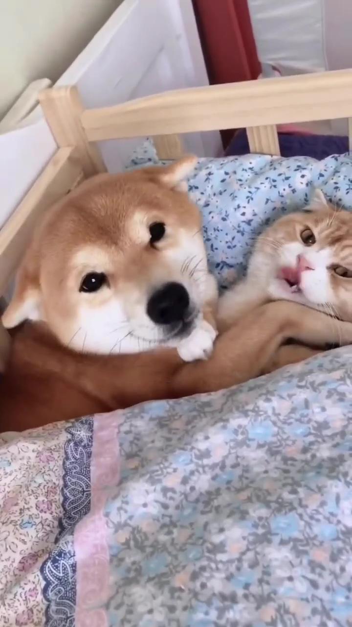 Cute cat and dog lovers ; adorable shiba inu puppy's playtime with ball toy - cutest dog moments 
