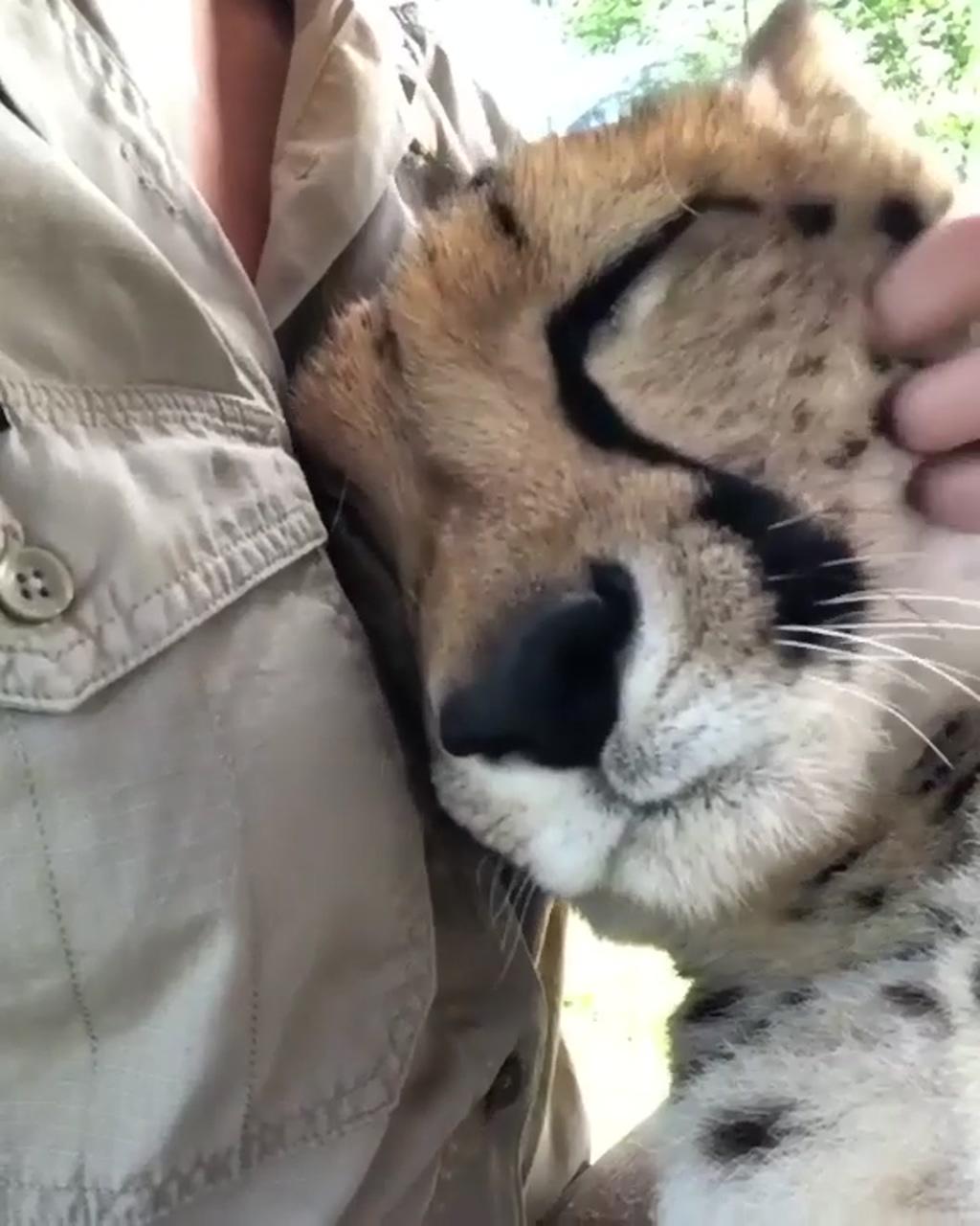 Cute cheetah being sleepy, cute animal videos for wildlife lovers, animal memes | cute wild animals