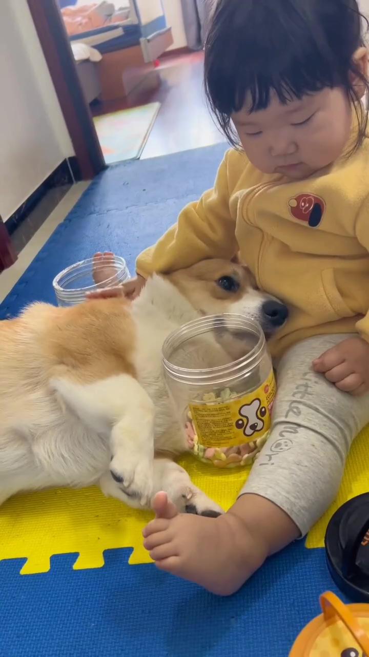 Cute corgi puppy with little boy, adorable dog aesthetic video ; corgi puppies for sale