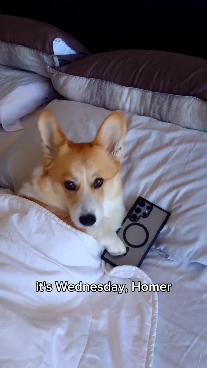 Cute corgi puppy's hilarious blanket adventure - adorable dog gets up in the funniest way ; remains of world war