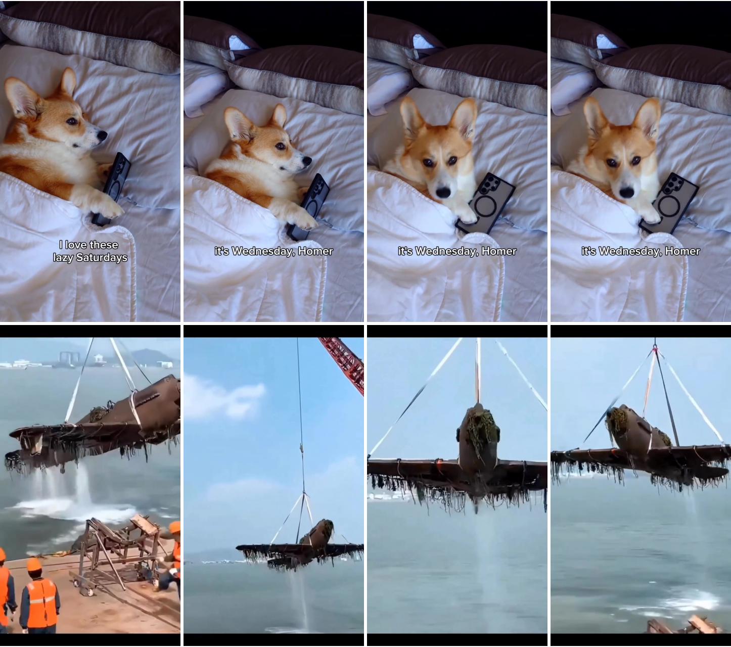 Cute corgi puppy's hilarious blanket adventure - adorable dog gets up in the funniest way  | remains of world war