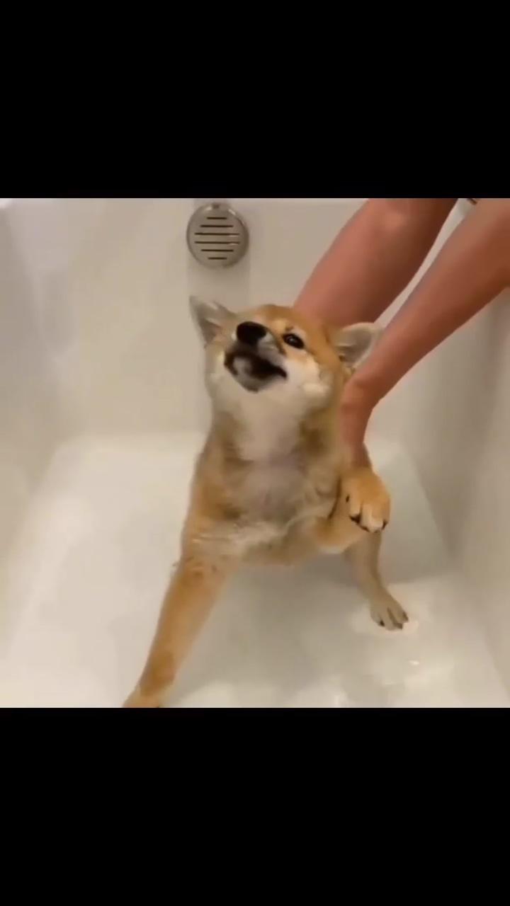 Cute dog bathing ; i'm not seal i'm bichon lol