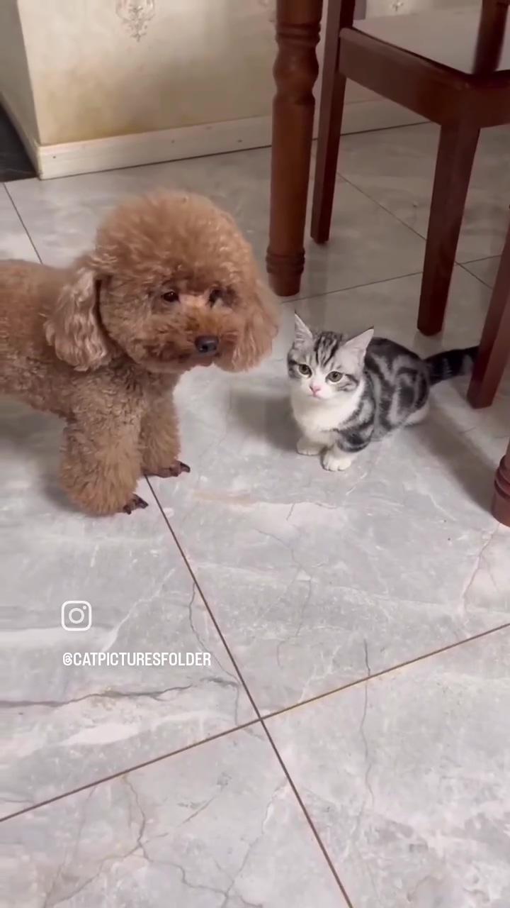 Cute dog cat video; teaching your dog to problem-solve: genius-level training tips