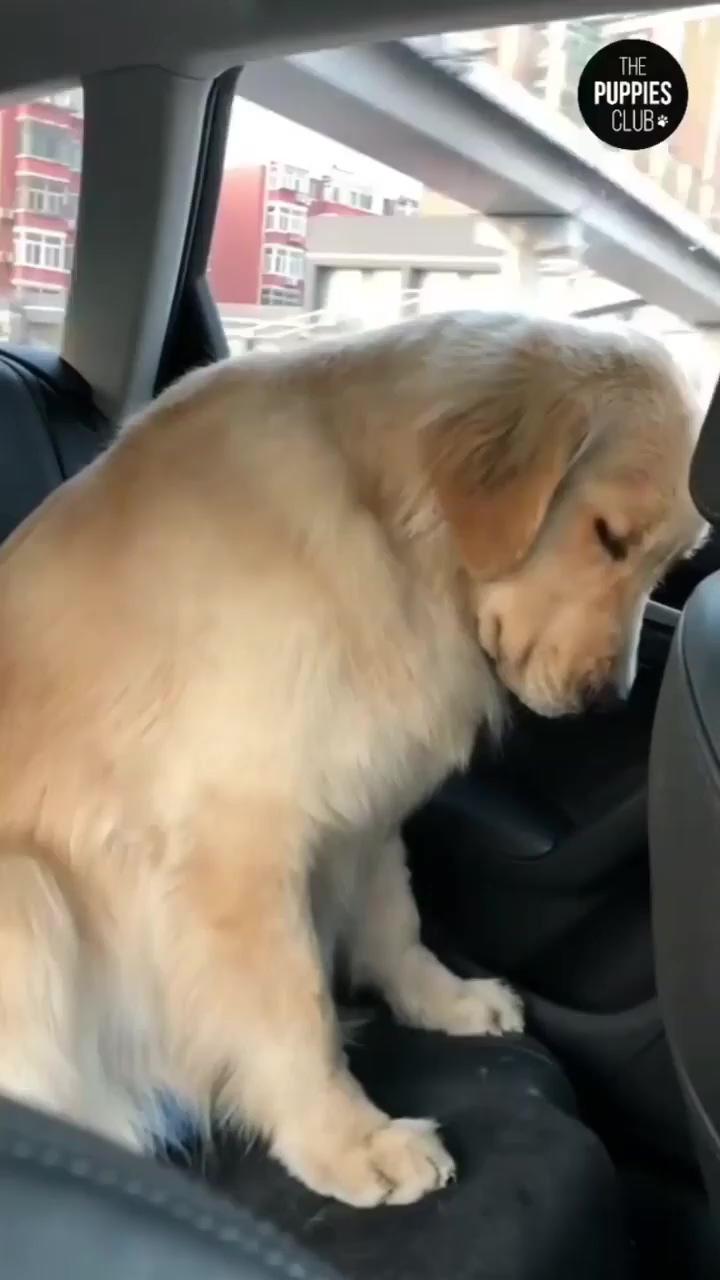 Cute dog, dog is sleeping a car  | live animals