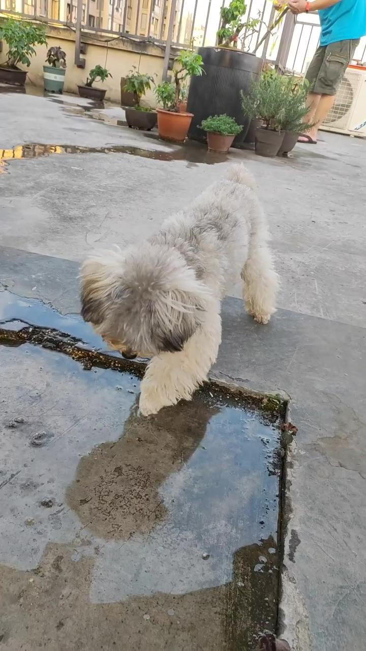 Cute dog | grooming my maltipoo asmr
