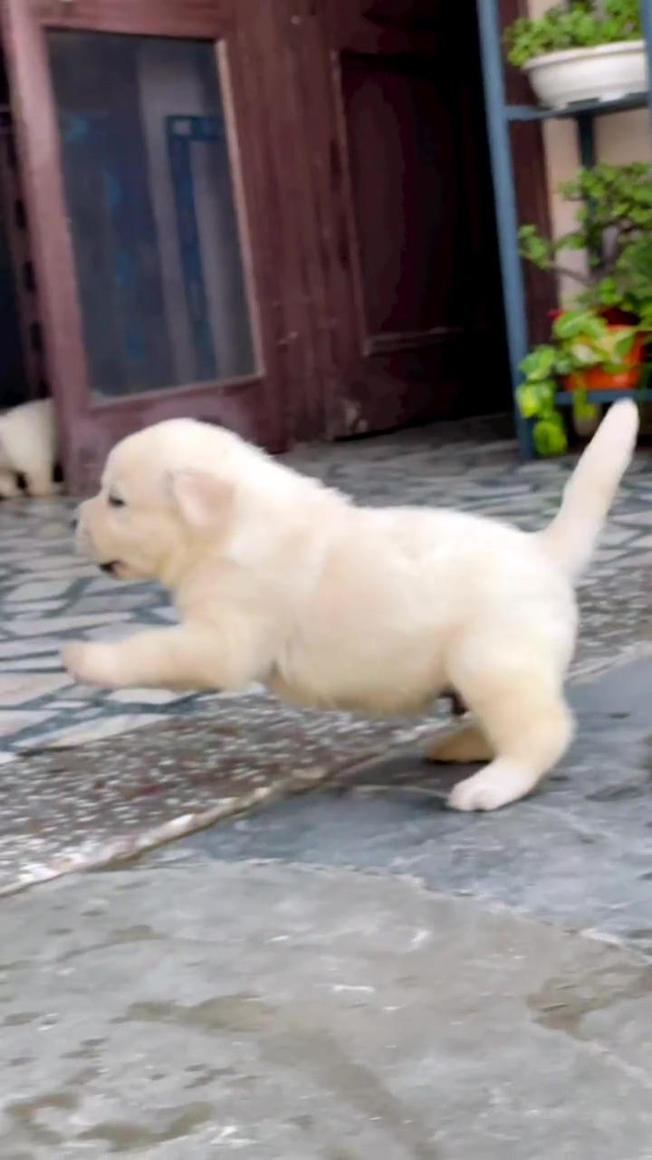 Cute dog like a watermelon ; funny animal videos