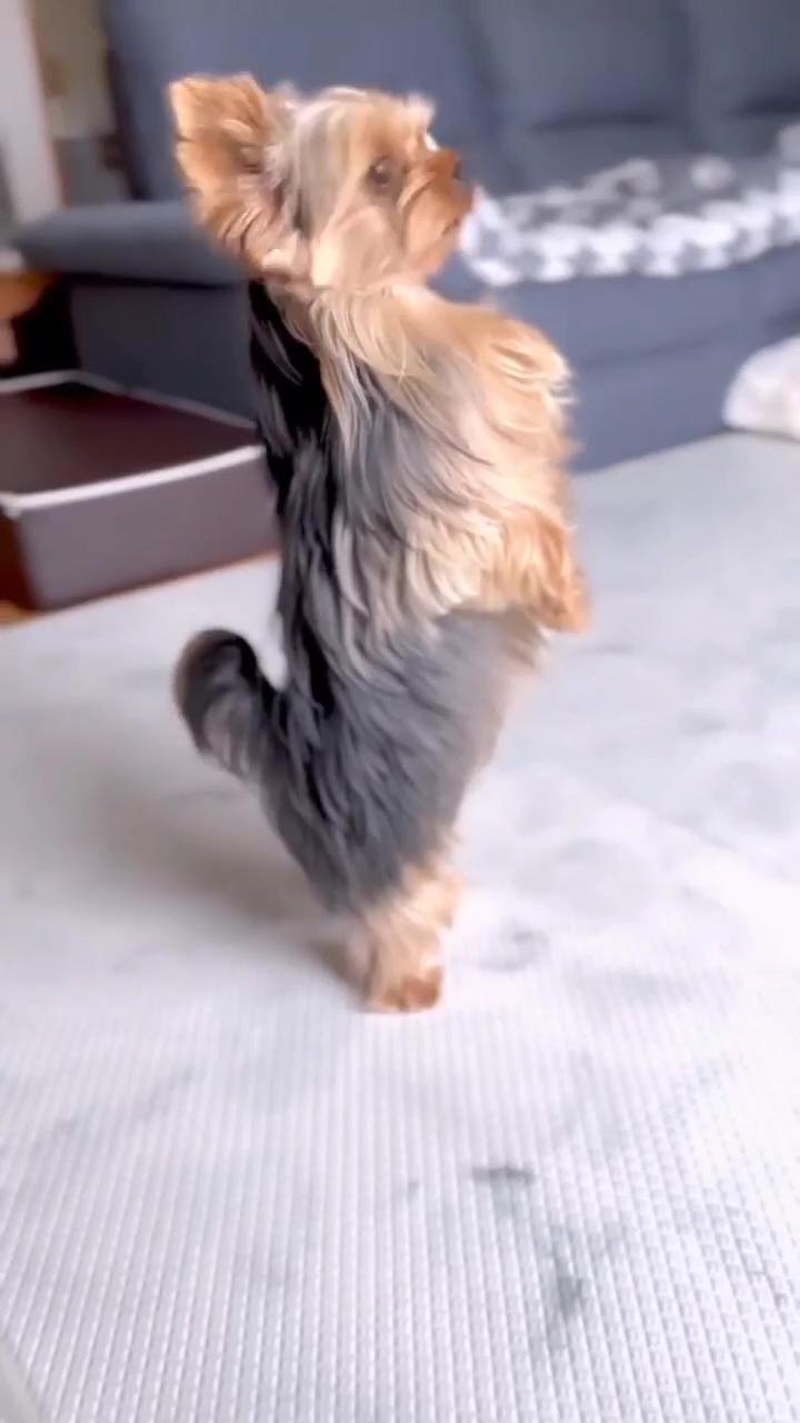 Cute dogs reaction | floofy husky