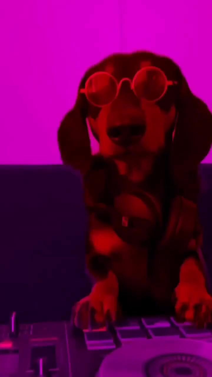 Cute english bulldog puppy | dachshund funny