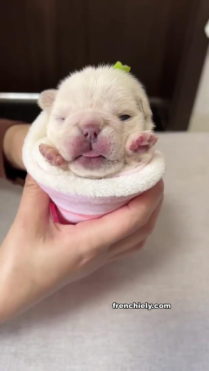 Cute french bulldog puppy; sweet frenchie puppy