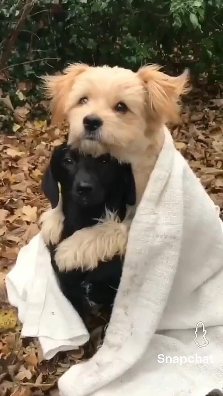 Cute labrador puppies; cute puppies