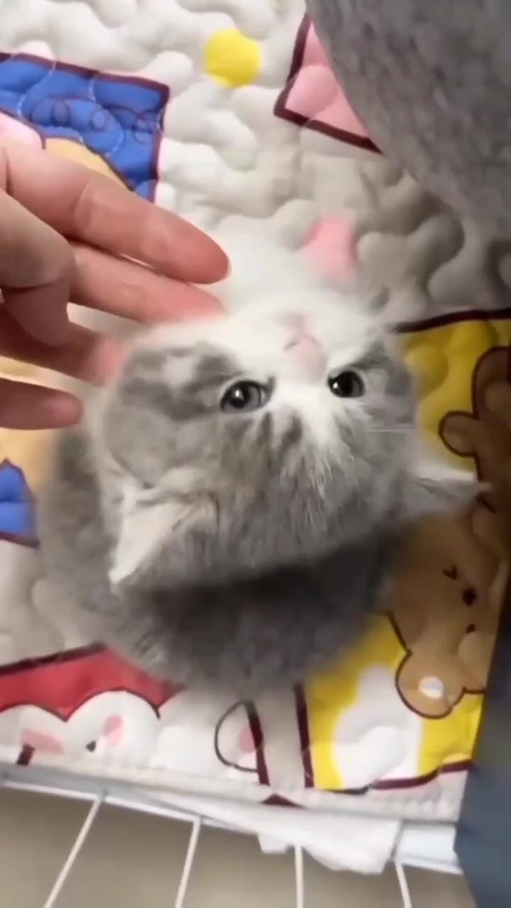 Cute little kitten  collected from pinterest | how cute