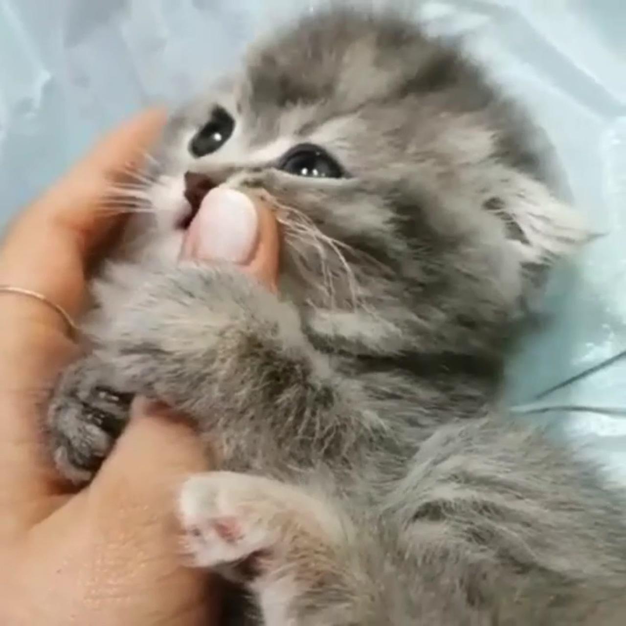 Cute little kittens; cute baby cats