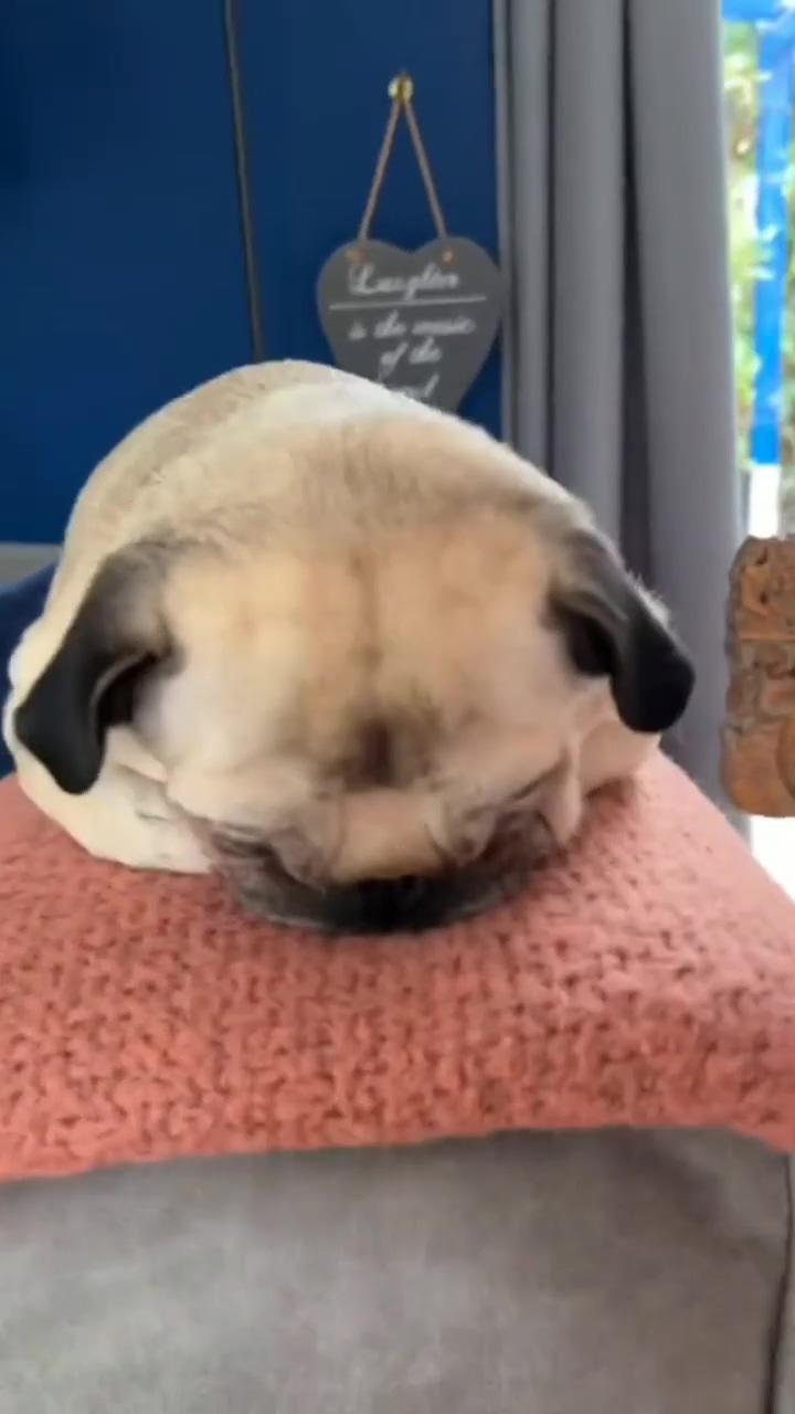 Cute little pug; little puppies play session