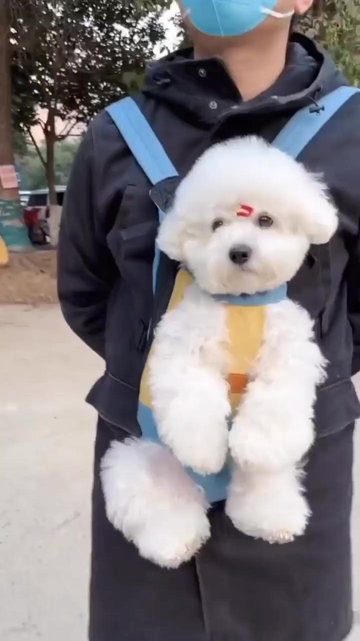 Cute pet dog clothing and funny  | baby list