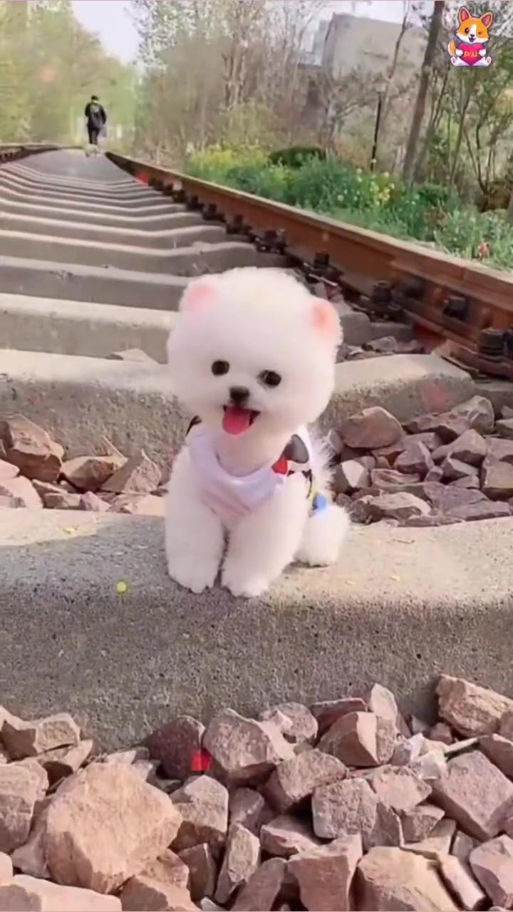 Cute pomeranian puppy  | puppy chomps are the best 