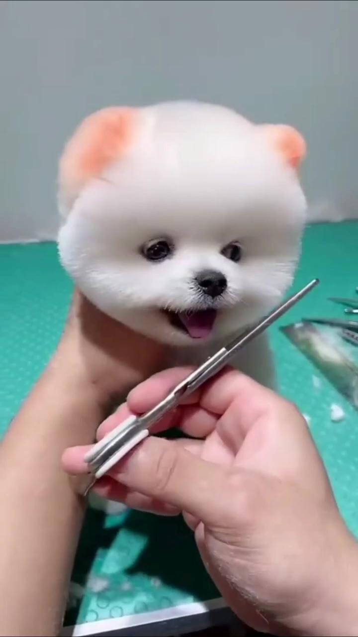 Cute pomeranian video; trim your dogs belly