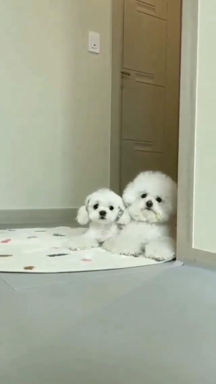 Cute poodle doing dance moves  : sun_sim_; cute puppy names