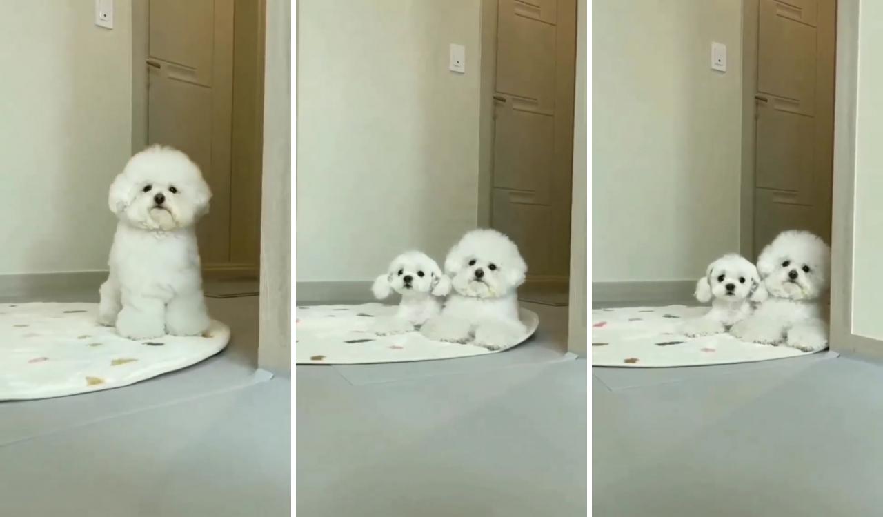 Cute poodle doing dance moves  : sun_sim_; cute puppy names