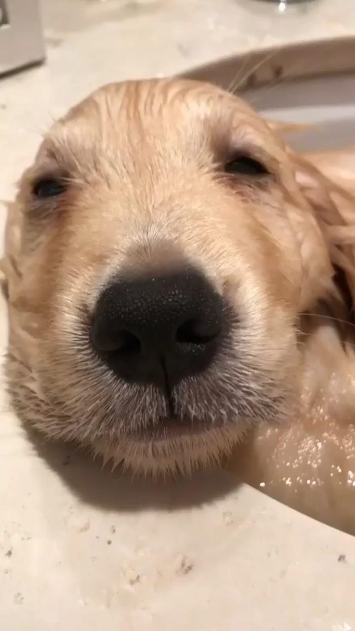 Cute pup ; cutest little doodle 