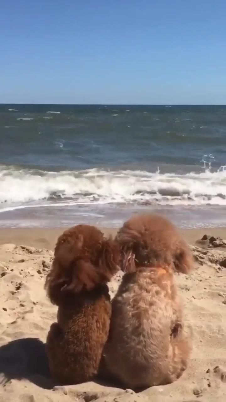 Cute puppies at beach; cute animals puppies