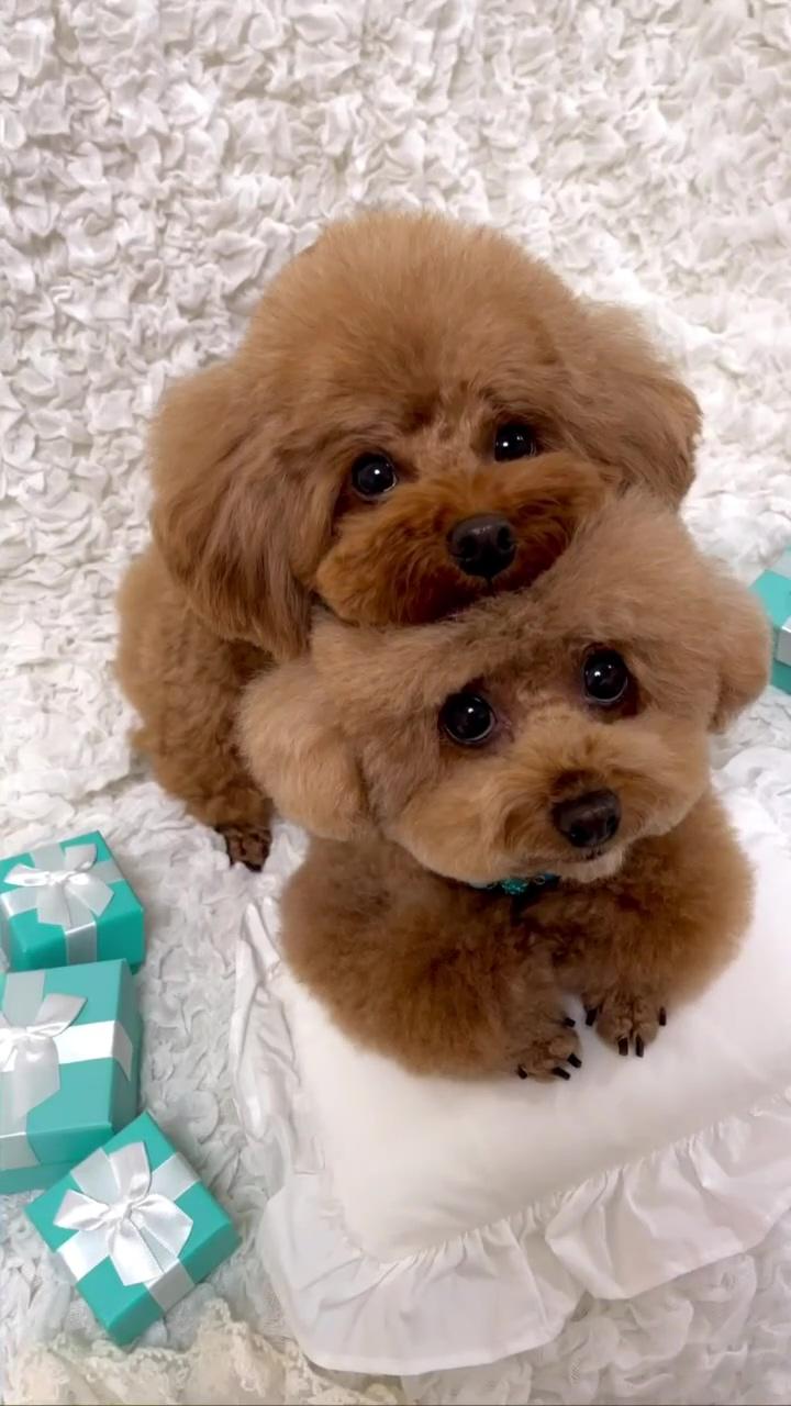 Cute puppy and dogs; super cute puppies