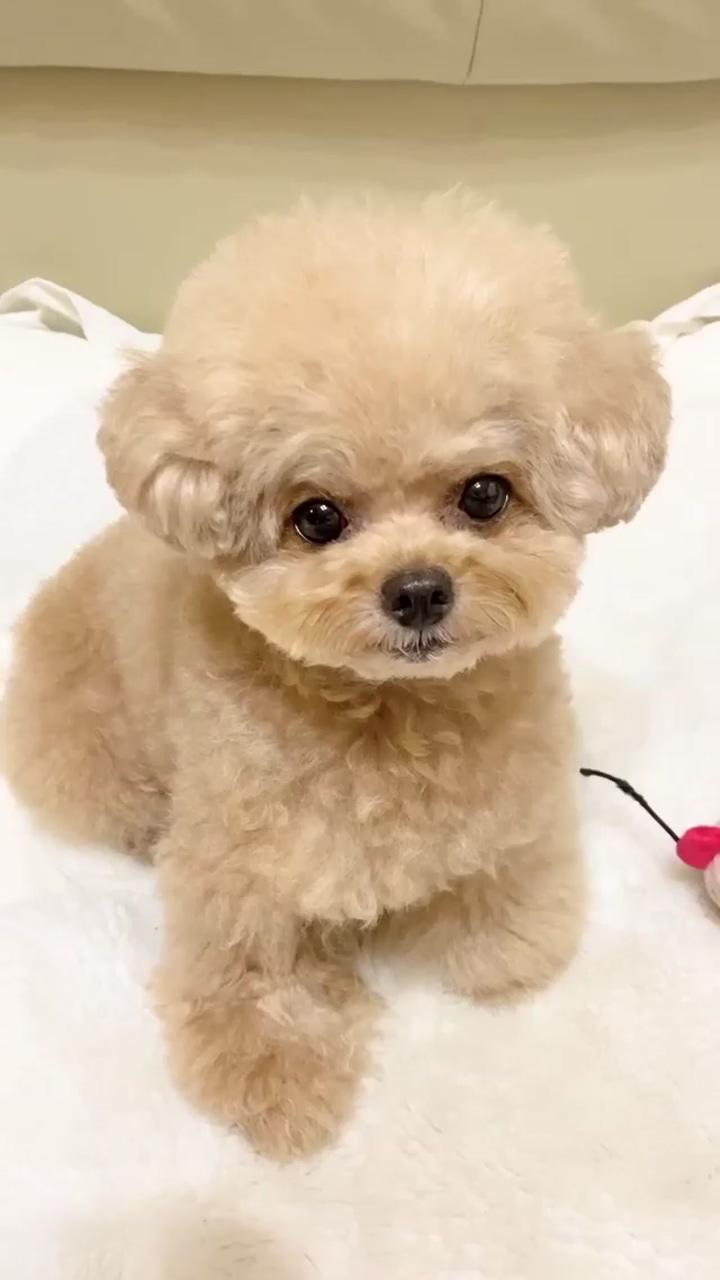 Cute puppy; cute fluffy puppies