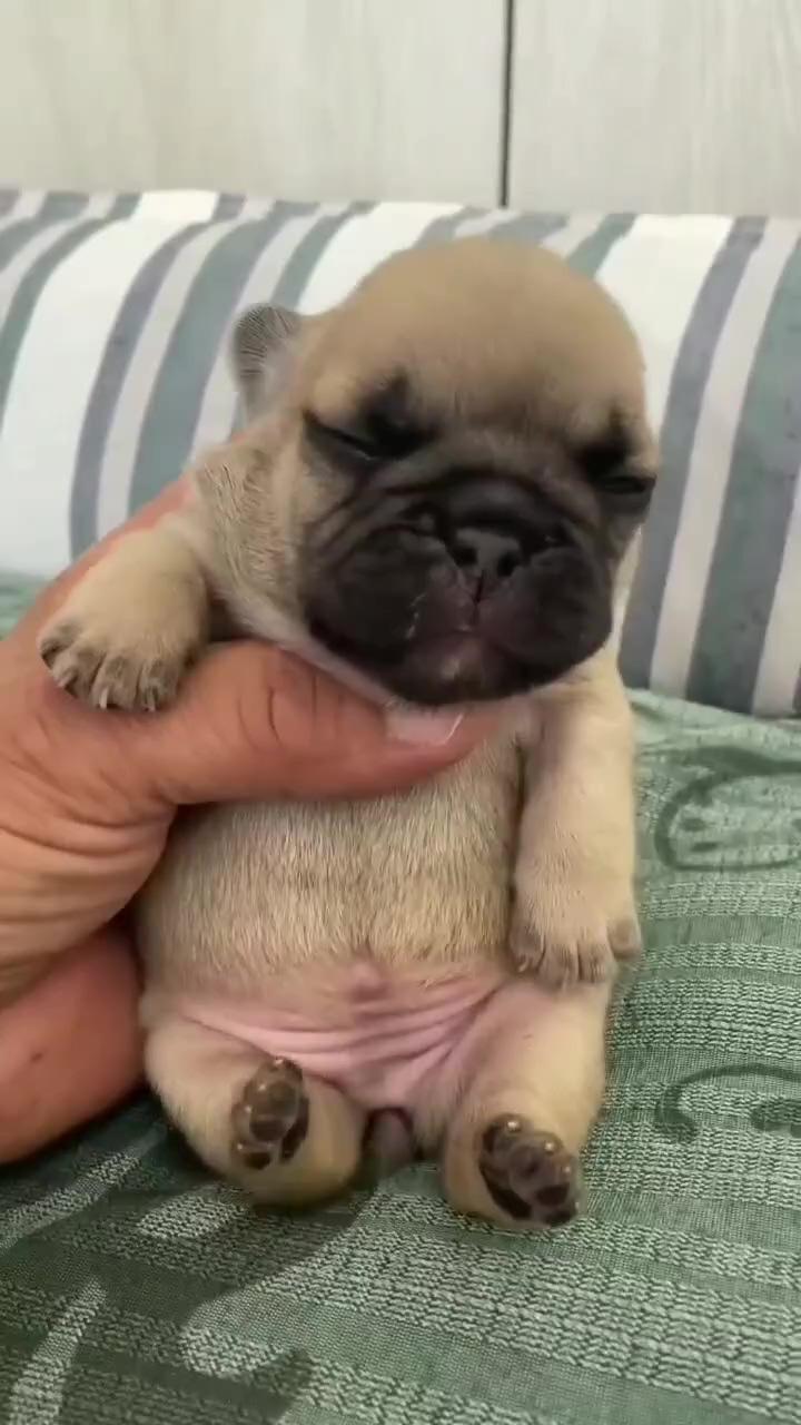 Cute puppy frenchie; baby pugs