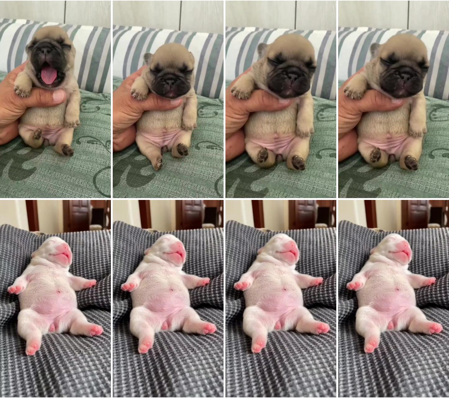 Cute puppy frenchie; baby pugs