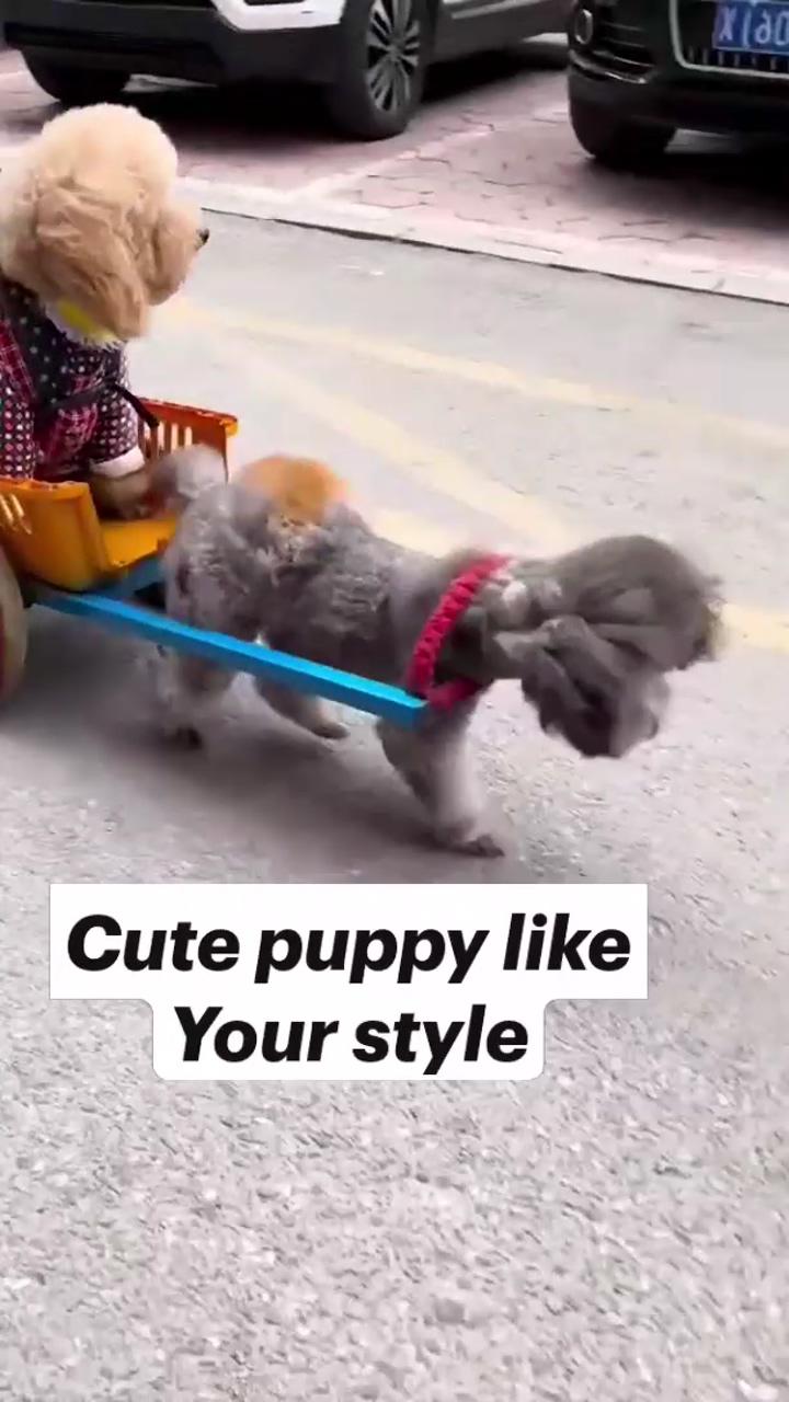Cute puppy like your style; cute baby dogs