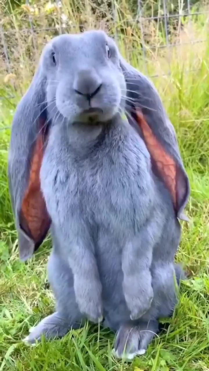 Cute rabbit cute beautiful rabbit | cute wild animals