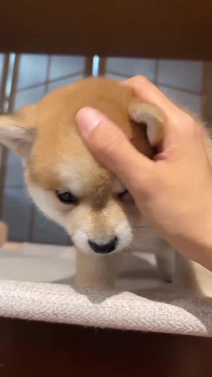 Cute shiba inu puppies video ; shiba puppy