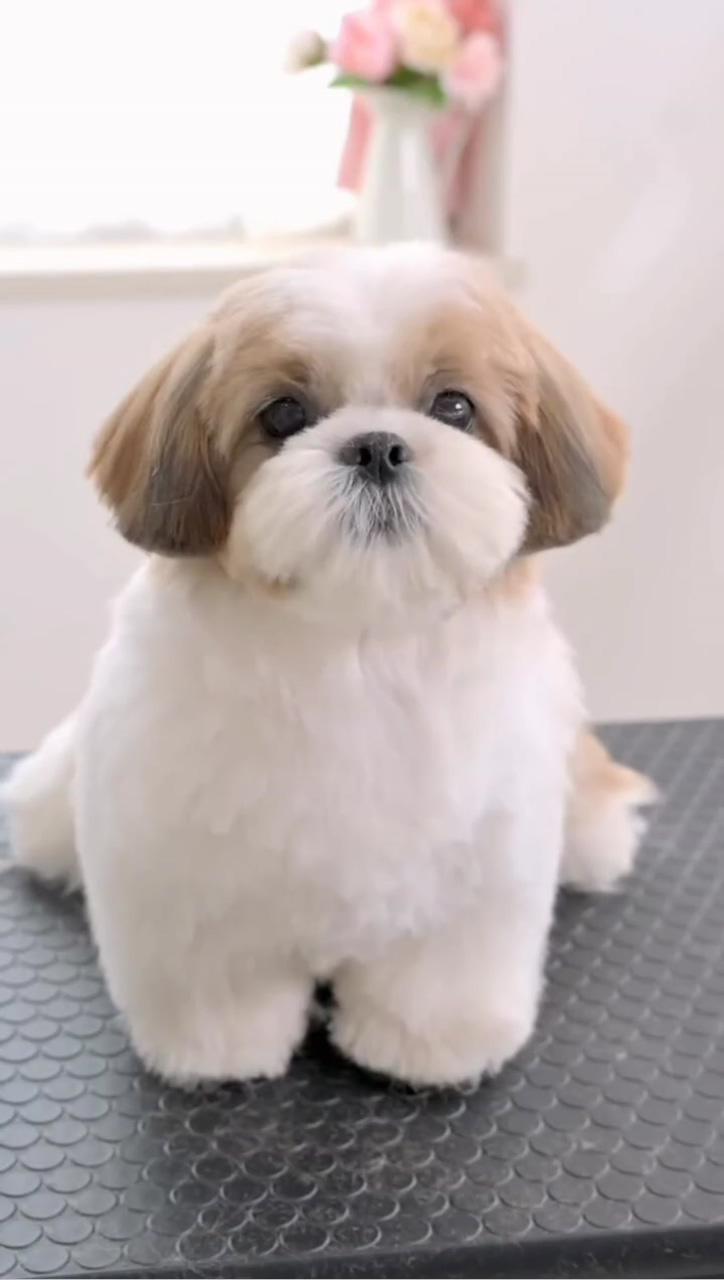 Cute shih tzu puppy haircut aesthetic video ; shih tzu haircuts short
