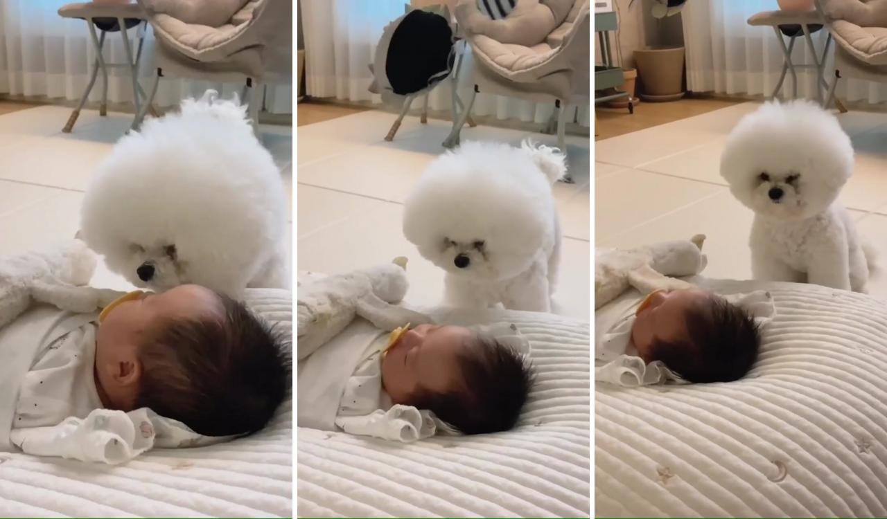 Cute sleeping baby and dog love ; silly dogs