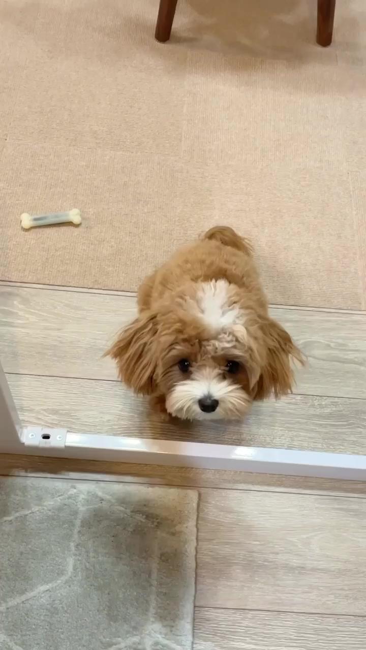Cutest maltipoo puppy video; that expression