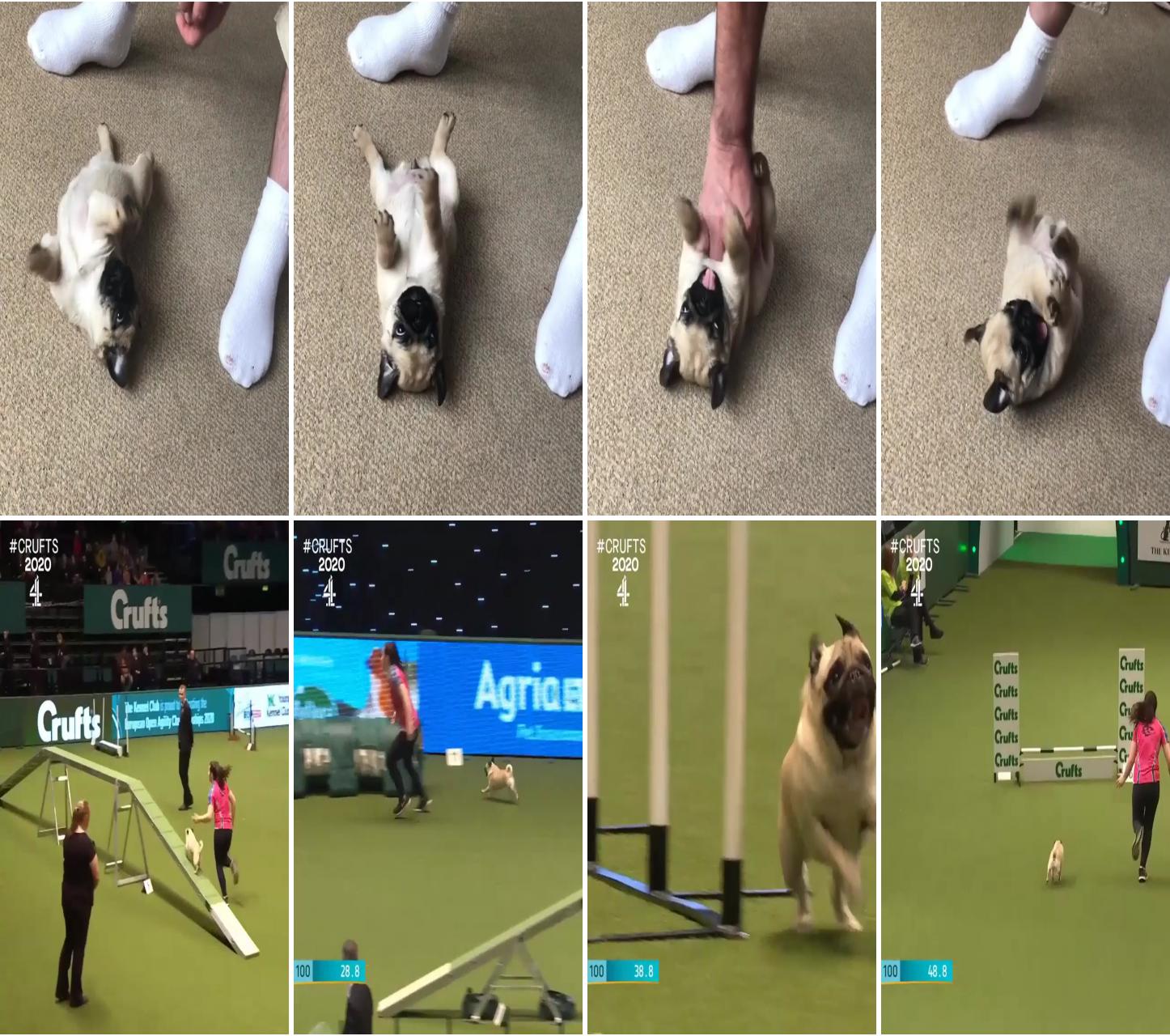 Cutest pug puppy; how cute is this agility pug at crufts, pug video, pug timtim