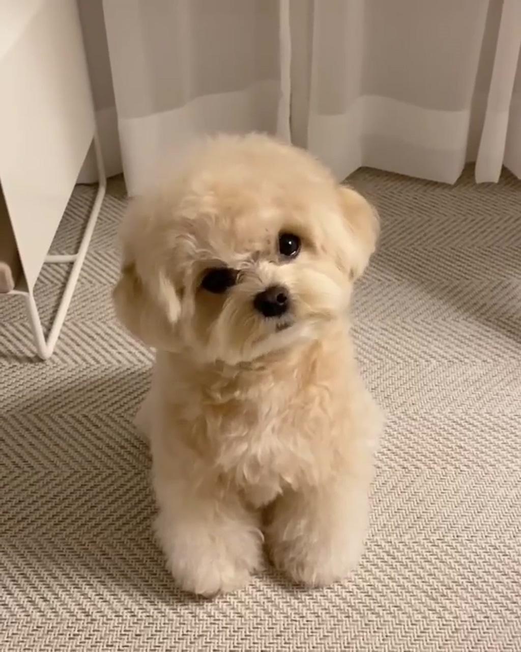 Cutest toy poodle - link ; sweet puppy