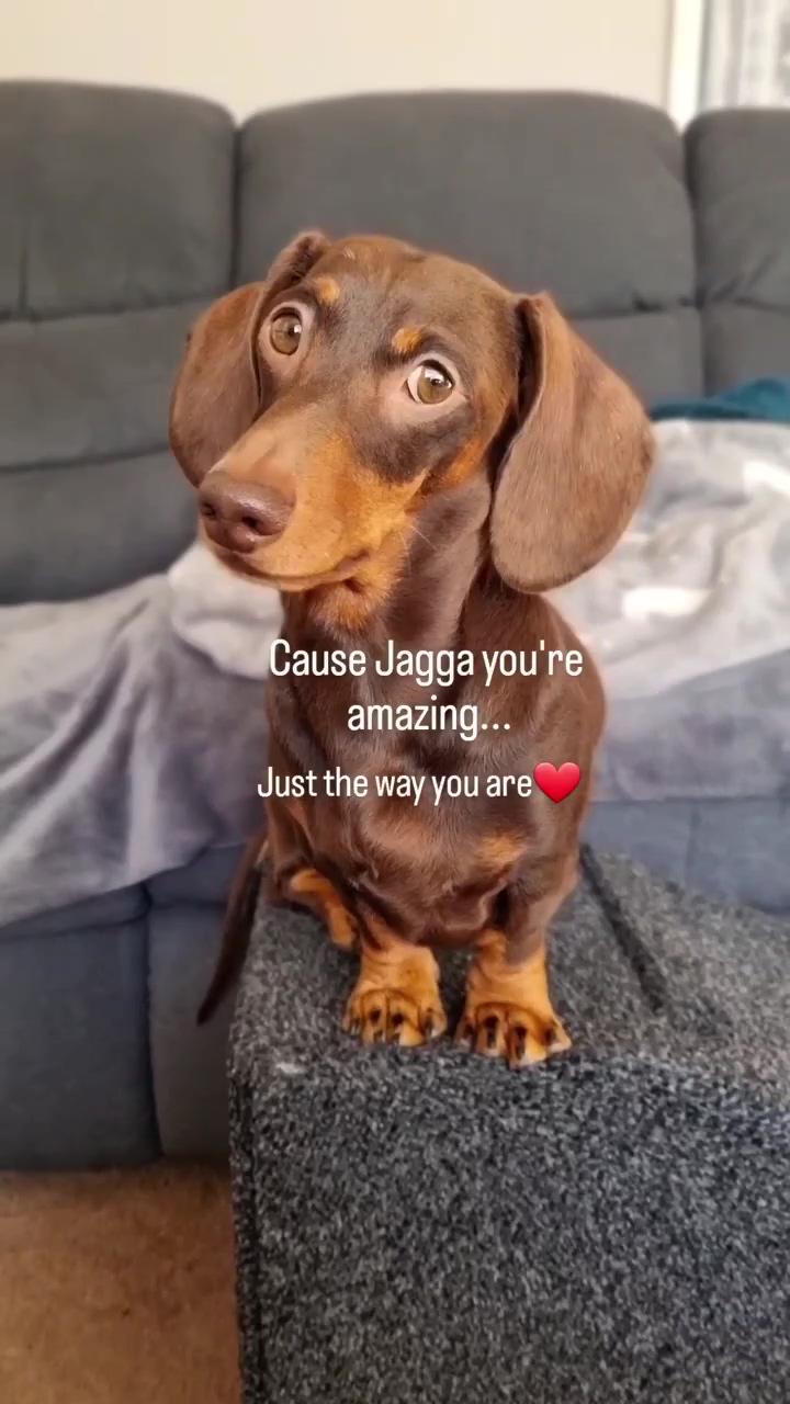 Dachshund cuties; cute dachshund puppy video