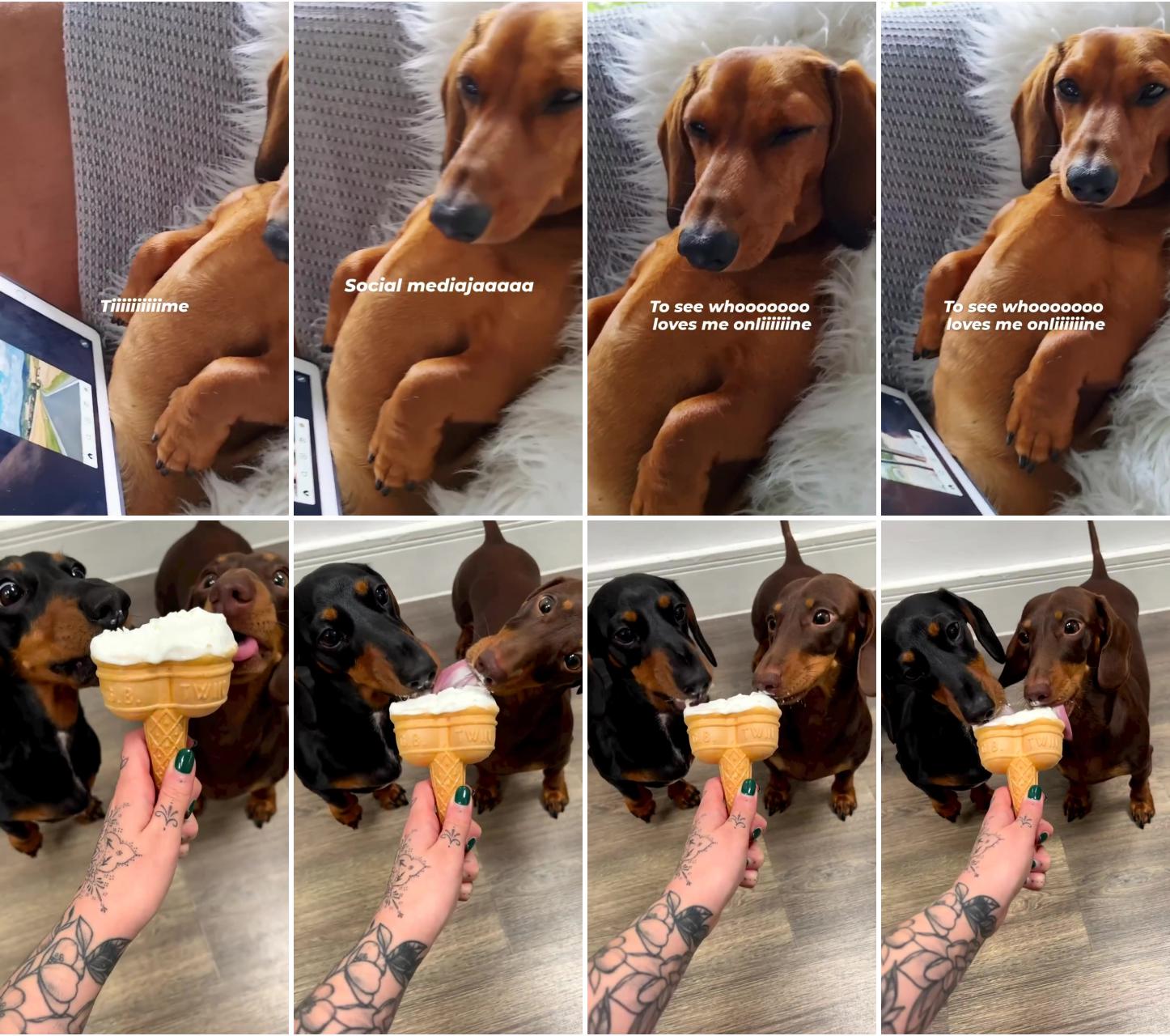Dachshund dogs; just a couple of sweet treats