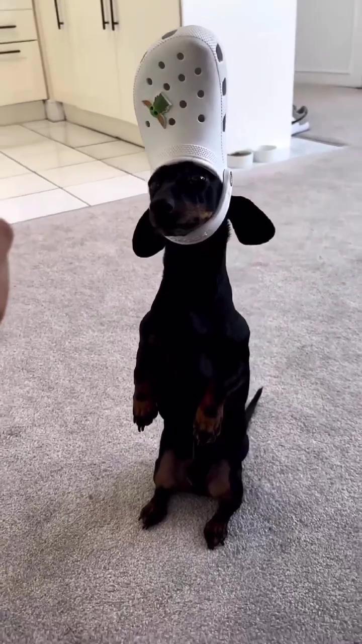 Dachshund excited for a walkieee ; animal humour