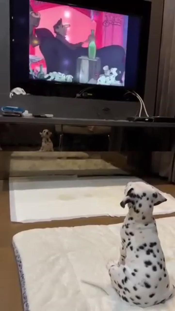 Dalmatian dog watching his favorite movie 
; cute animals images