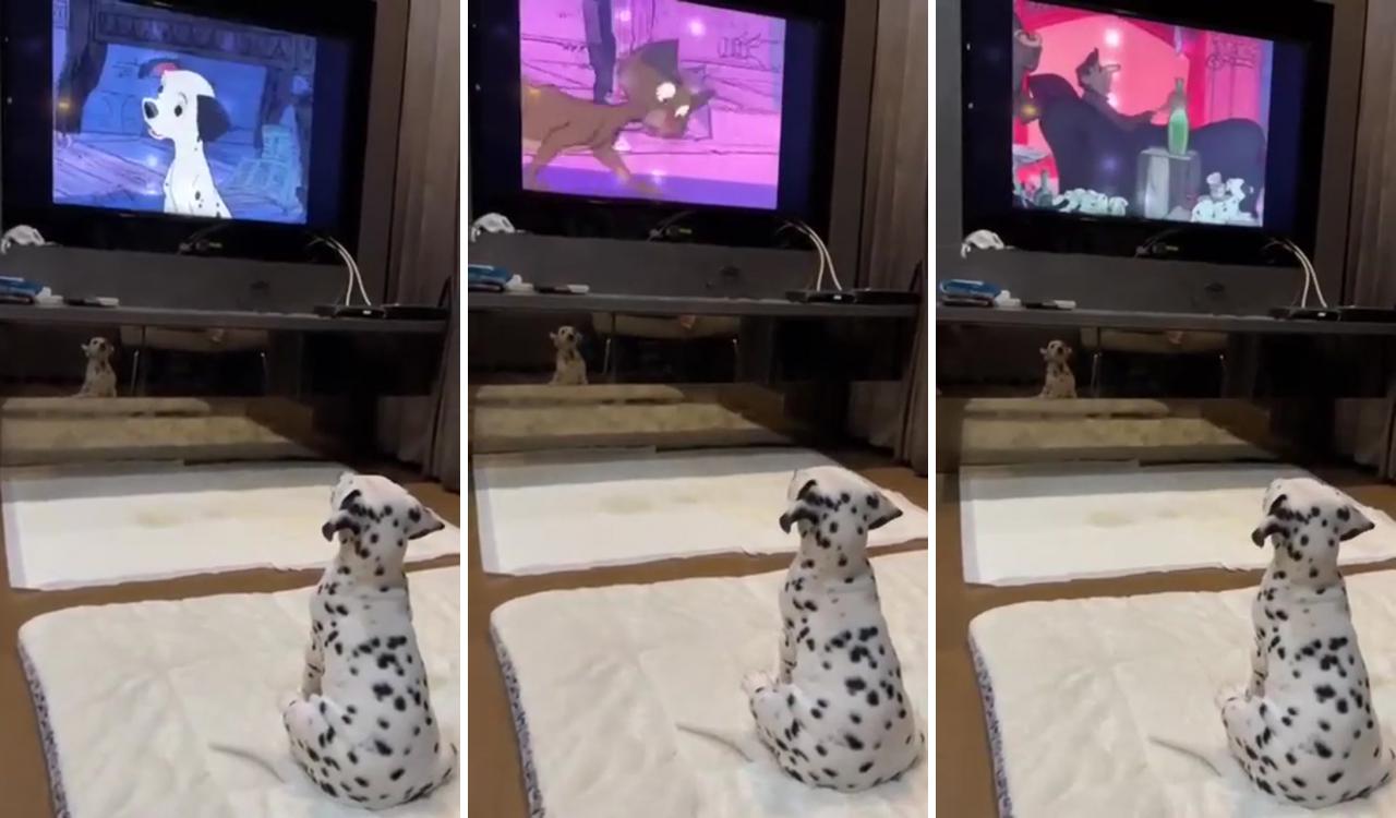 Dalmatian dog watching his favorite movie 
; cute animals images