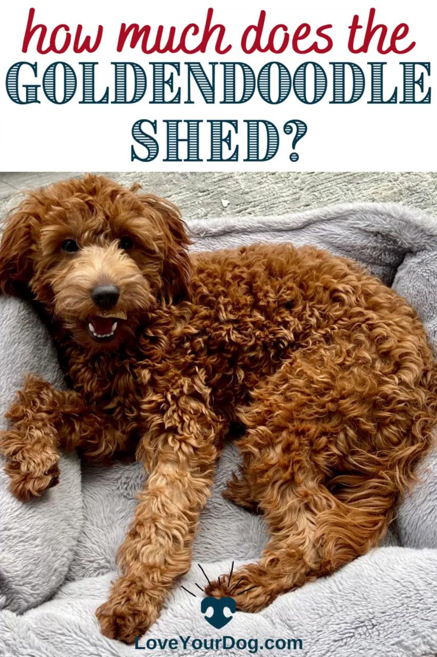 Do goldendoodles shed yes, but how much can you expect | dog information