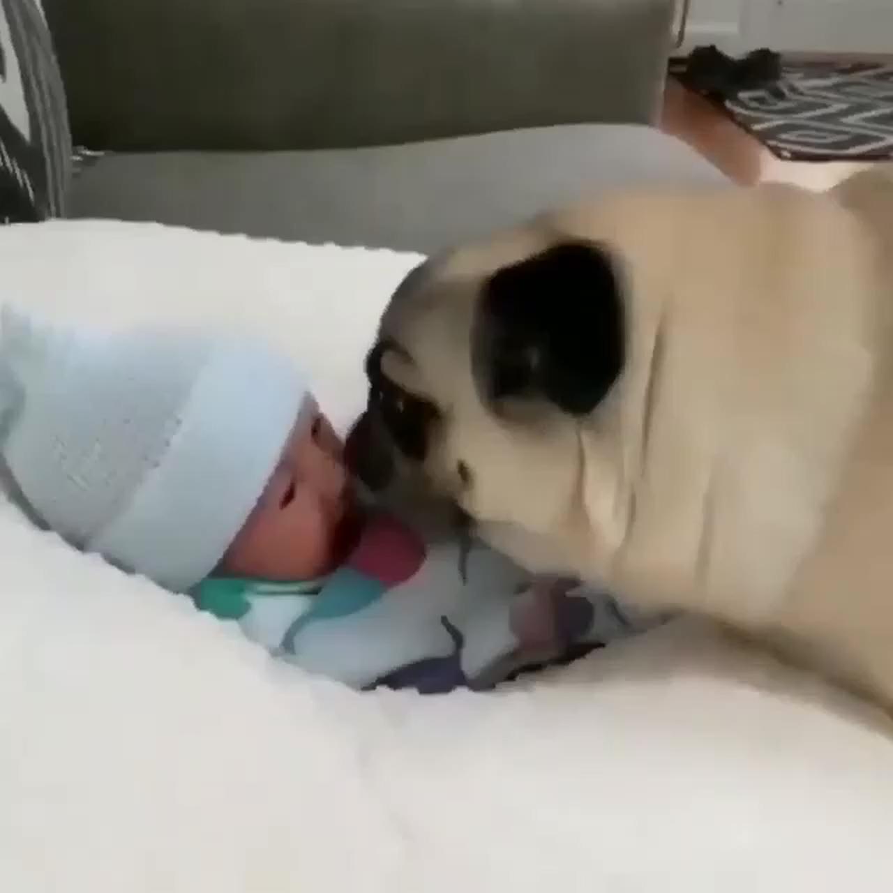 Do you believes in love at first sniff ; let's go and play together, pug lover, pug videos